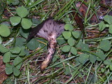 Gomphidius oregonensis image