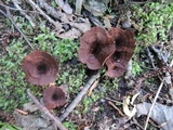 Coltricia cinnamomea image