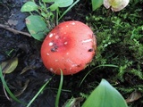 Russula paludosa image