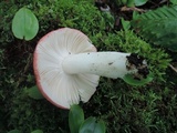Russula paludosa image