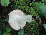 Russula paludosa image