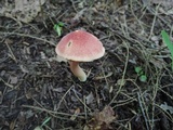 Chalciporus pseudorubinellus image