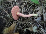 Chalciporus pseudorubinellus image