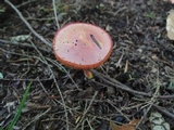 Chalciporus pseudorubinellus image