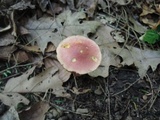 Chalciporus pseudorubinellus image
