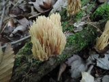 Ramaria stricta image