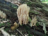 Ramaria stricta image