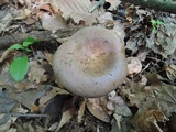 Lactarius argillaceifolius image