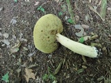 Boletus chippewaensis image