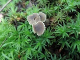 Camarophyllopsis atrovelutina image