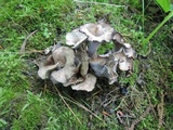 Craterellus foetidus image