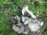 Craterellus foetidus image