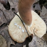 Lactarius volemus image