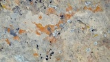 Caloplaca squamosa image