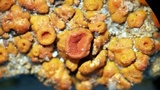Caloplaca squamosa image