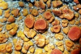 Caloplaca squamosa image