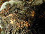 Hydnellum aurantiacum image