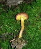 Xerocomus illudens image