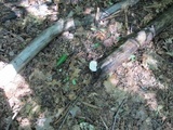 Tyromyces chioneus image