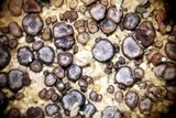 Peltula patellata image