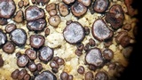Peltula patellata image