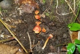 Hygrocybe miniata image