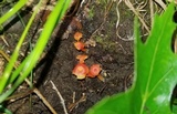 Hygrocybe miniata image