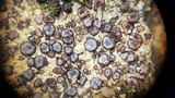 Peltula patellata image