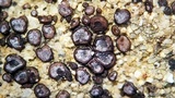 Peltula patellata image