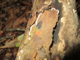 Ceratiomyxa fruticulosa var. fruticulosa image