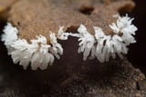 Ceratiomyxa fruticulosa var. fruticulosa image