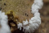 Ceratiomyxa fruticulosa var. fruticulosa image