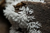 Ceratiomyxa fruticulosa var. fruticulosa image