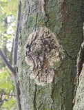 Athelia arachnoidea image