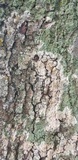 Athelia arachnoidea image