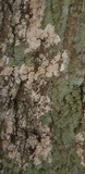 Athelia arachnoidea image