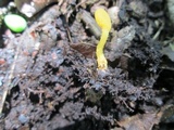 Microglossum rufum image