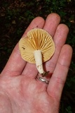 Lactarius subplinthogalus image