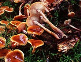 Armillaria nabsnona image