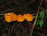Marasmius spegazzinii image
