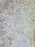 Marasmius delectans image