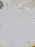 Marasmius delectans image