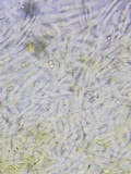 Marasmius delectans image
