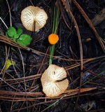Marasmius spegazzinii image