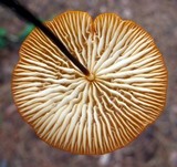 Marasmius spegazzinii image