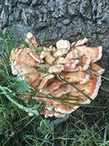 Laetiporus cincinnatus image