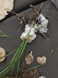 Helvellosebacina concrescens image