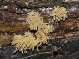Arcyria obvelata image