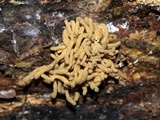 Arcyria obvelata image