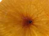 Marasmius spegazzinii image